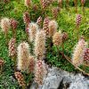 Petrophyton Caespitosum